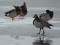Branta leucopsis