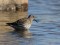 Calidris maritima
