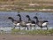 Branta bernicla