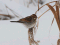 Emberiza schoeniclus
