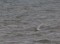 Larus hyperboreus