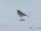 Anthus pratensis