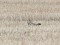 Asio flammeus