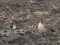 Anser anser/Branta leucopsis