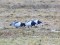 Branta leucopsis