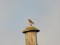 Carduelis flavirostris