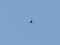 Gallinago gallinago