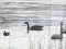 Kanādas zoss (Branta canadensis) Rēzeknes upe, Rēzeknes n., 23-Mar-2016. © Dagnis Vasiļevskis Branta canadensis