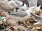 Kaspijas kaija (Larus cachinnans) Getliņi, Stopiņu n., 25-Mar-2016. © Igors Deņisovs Larus cachinnans