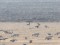 Sarkankakla zoss (Branta ruficollis) Svētes paliene, Jelgavas n., 26-Mar-2016. © Edgars Smislovs Branta ruficollis
