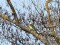 Zaļā dzilna (Picus viridis) Zilupes n., 27-Mar-2016. © Gaidis Grandāns Picus viridis