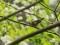Sārtgalvītis (Regulus ignicapilla) Jūrkalne, Ventspils n., 17-Mai-2016. © Gaidis Grandāns Regulus ignicapilla