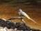 Motacilla cinerea