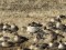 Anser brachyrhynchus