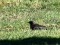 Turdus torquatus