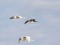 Branta canadensis
