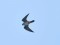 Falco vespertinus