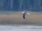 Larus fuscus heuglini
