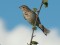 Emberiza calandra