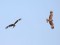 Milvus milvus Milvus migrans
