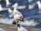 Larus cachinnans