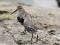 Calidris alpina schinzii