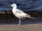 Larus cachinnans