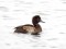 Cekulpīle (Aythya fuligula) Šuņezers, Daugavpils, 04-Jan-2018. © Andris Erts Aythya fuligula
