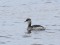Pelēkvaigu dūkuris (Podiceps grisegena) Liepājas ostas S mols, Liepāja, 06-Jan-2018. © Kārlis Millers Podiceps grisegena