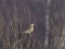 Sila strazds (Turdus viscivorus) Papes ezera N gals, Nīcas n., 10-Jan-2018. © Karlis Millers Turdus viscivorus