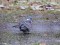 Lauku balodis (Columba palumbus) Piejūras parks, Liepāja, 12-Jan-2018. © Kārlis Millers Columba palumbus
