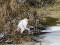 Ardea alba