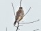 Purva piekūns (Falco columbarius) Vecdaugava, Rīga, 18-Jan-2018. © Igors Deņisovs Falco columbarius