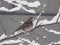 Plukšķis (Turdus iliacus) Raiņa parks, Liepāja, 19-Jan-2018. © Ritvars Rekmanis Turdus iliacus
