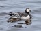 Baltvaigu zoss (Branta leucopsis) Mangaļsalas mols, Rīga, 20-Jan-2018. © Igors Deņisovs Branta leucopsis