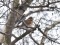 Plukšķis (Turdus iliacus) Mangaļsala, Rīga, 20-Jan-2018. © Igors Deņisovs Turdus iliacus