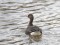 Baltpieres zoss (Anser albifrons) Saka, Pāvilosta, 27-Jan-2018. © Ritvars Rekmanis Anser albifrons
