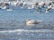 Larus hyperboreus