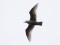 Larus hyperboreus