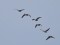 Branta canadensis