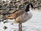 Branta canadensis