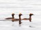 Ragainais dūkuris (Podiceps auritus) Daugava pie Ķengaraga, Rīga, 03-Mai-2018. © Uģis Piterāns Podiceps auritus