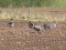 Īsknābja zoss (Anser brachyrhynchus) Degumnieku lauki, Madonas n., 04-Mai-2018. © Kārlis Millers Anser brachyrhynchus