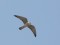 Kukaiņu piekūns (Falco vespertinus) Kolka, Dundagas n., 11-Mai-2018. © Phil Palmer Falco vespertinus