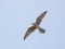 Kukaiņu piekūns (Falco vespertinus) Kolka, Dundagas n., 12-Mai-2018. © Ivars Brediks Falco vespertinus
