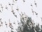 Calidris melanotos