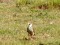 Falco vespertinus