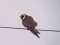 Falco vespertinus