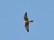 Falco vespertinus