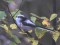 Aegithalos caudatus europaeus